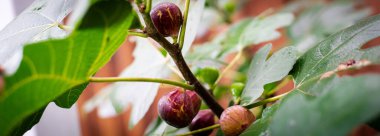 Panorama manzaralı geniş Chicago Hardy incir ağacı Dallas, Teksas 'ta ahşap çitlere karşı olgun mor meyvelerle dolup taşıyor. Organik bahçe hasat sahnesi, zirve ödülü, doğal bahçe cazibesi, kentsel tarım. ABD