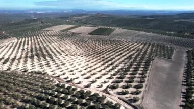 Aerial view of an olive trees for the production of olive oil near Antequera, Andalusia, south Spain