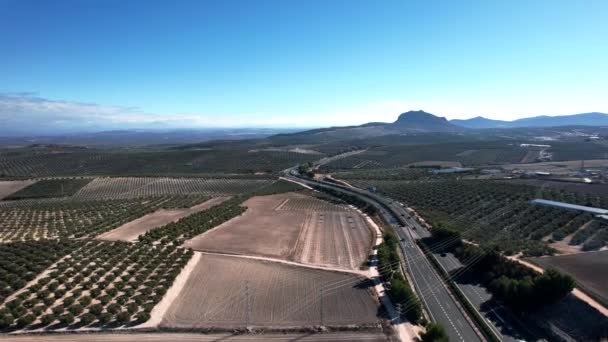 Aerial View Olive Trees Production Olive Oil Antequera Andalusia South — Vídeo de Stock