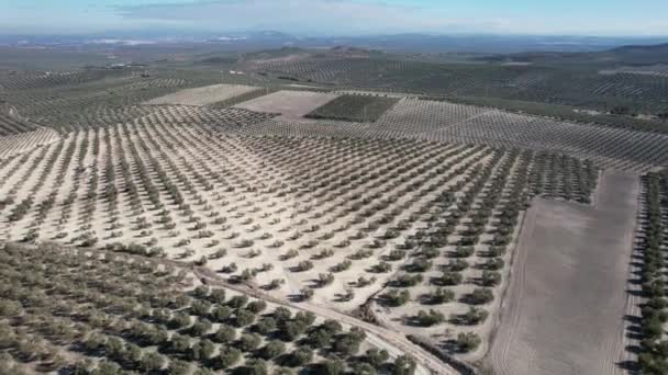 Aerial View Olive Trees Production Olive Oil Antequera Andalusia South — Stockvideo