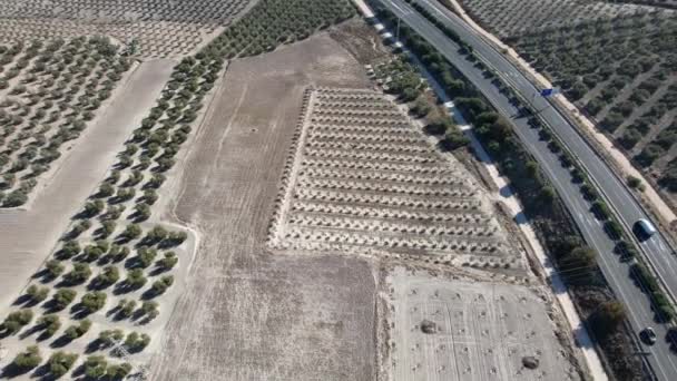 Aerial View Olive Trees Production Olive Oil Antequera Andalusia South — Stock video