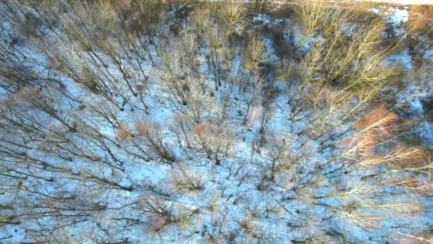 Running Deer Wild Life Forest Seen Drone — Stock Video