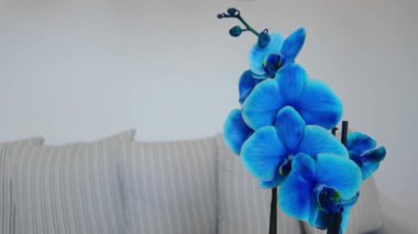 Orchidaceae ailesine ait pembe yapraklı orkidelerin yakın plan detaylı görüntüsü el değmemiş mavi bir gökyüzünün arka planında görülür. Yüksek kalite 4k görüntü