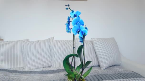 Vista Detalhada Perto Das Orquídeas Pétalas Cor Rosa Pertencentes Família — Vídeo de Stock
