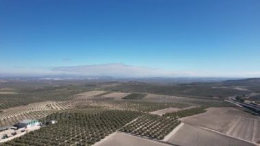 İspanya 'daki zeytin ağacı çiftliğinin havadan görünüşü. Yüksek kalite 4k görüntü.