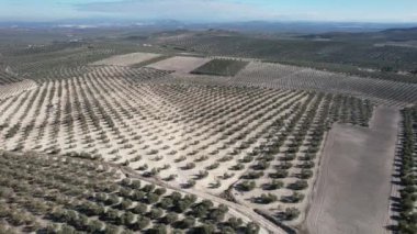 İspanya 'daki zeytin ağacı çiftliğinin havadan görünüşü. Yüksek kalite 4k görüntü.