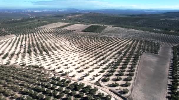 Widok Lotu Ptaka Farmę Drzew Oliwnych Hiszpanii Wysokiej Jakości Materiał — Wideo stockowe