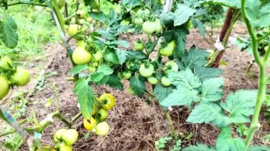 Serada yetişen yeşil domates ve yapraklar. Çevre yemeği. Yüksek kalite 4k görüntü