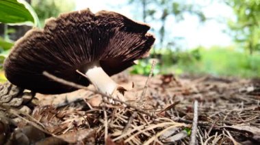 Kozalaklı bir ormanda Agaricus mantarı. 4k