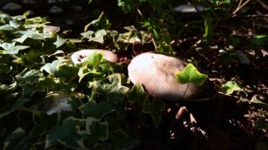 Kozalaklı bir ormanda Agaricus mantarı. 4k