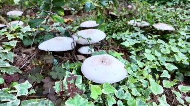 Kozalaklı bir ormanda Agaricus mantarı. 4k