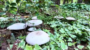 Kozalaklı bir ormanda Agaricus mantarı. 4k