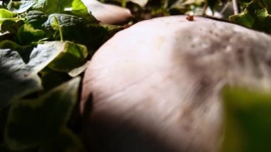 Kozalaklı bir ormanda Agaricus mantarı. 4k