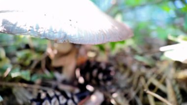 Kozalaklı bir ormanda Agaricus mantarı. 4k