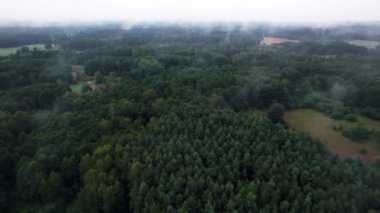 Sisli ve sisli sonbahar ormanı. Hava görüntüsü. Yüksek kalite 4k görüntü