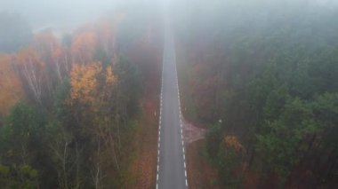 Sisli ve sisli sonbahar ormanı. Hava görüntüsü. Yüksek kalite 4k görüntü