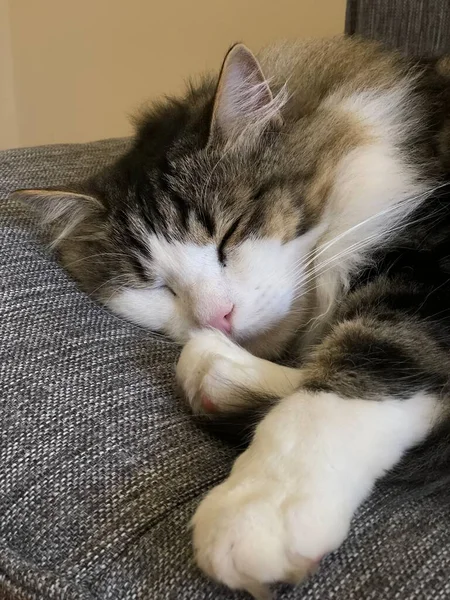 長髪のタビー猫の眠りのクローズアップは背景がぼやけたソファの上で丸まって — ストック写真