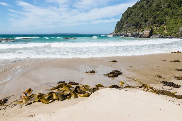 Dead Man Beach Песчаный Пляж Водорослями Острове Стюарт Новой Зеландии — стоковое фото