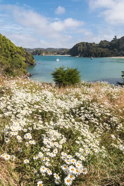 Wildflower Eng Med Hvite Marguerite Daisy Blomster Blomst Stewart Island – stockfoto