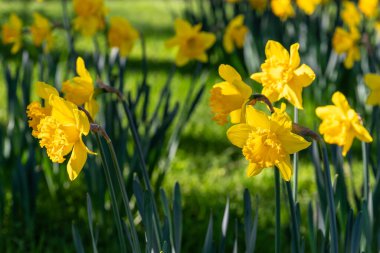 Yeşil çayırlarda yetişen sarı nergislerin yakın çekimleri bulanık arka planda.