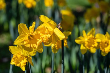 Bahçede yetişen parlak sarı nergislerin yakın plan görüntüsü bulanık. 