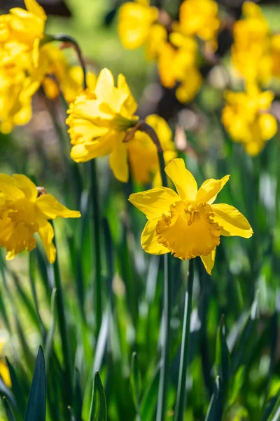 Detailní Záběr Podsvícené Žluté Narcisy Květiny Květu Rozmazaným Pozadím — Stock fotografie