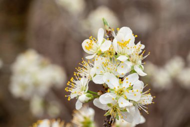 Damson erik ağacının yakın plan görüntüsü bulanık arkaplan ve kopyalama alanı ile çiçek açar.