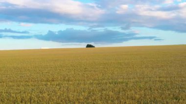 Mavi gökyüzünün arka planında olgun buğday tarlası. Tarımsal alanda insansız hava aracı uçurmak. Muhteşem yaz kırsal manzarası.