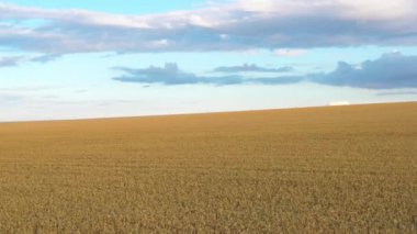 Mavi gökyüzünün arka planında olgun buğday tarlası. Tarımsal alanda insansız hava aracı uçurmak. Muhteşem yaz kırsal manzarası.