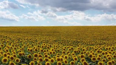 A field with blooming sunflowers at sunset. A wonderful summer landscape.