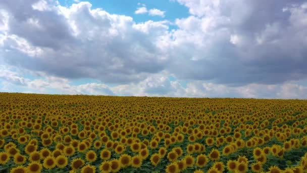 Field Blooming Sunflowers Sunset Wonderful Summer Landscape — Stock video