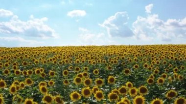 Gün batımında çiçek açan bir tarla. Harika bir yaz manzarası.