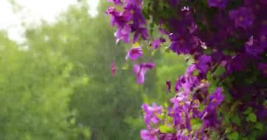 Yağmurlu bir yaz gününde mor klematis çiçekleri. Parlak yaz manzarası.
