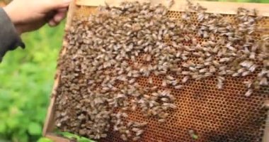 Bir arı yetiştiricisi arılarla bir çerçeveyi inceler, yakalanmış bir arı sürüsünün naklini..