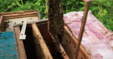 Bir arı yetiştiricisi arılarla bir çerçeveyi inceler, yakalanmış bir arı sürüsünün naklini..