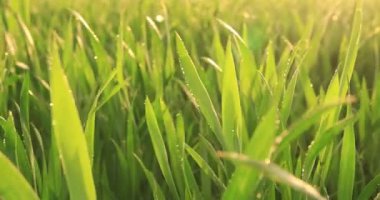 Şafakta taze yeşil çimenler. Soyut doğal arkaplan veya doku