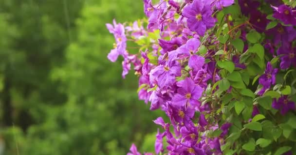 Flores Clematis Púrpura Día Lluvioso Verano Paisaje Verano Brillante — Vídeos de Stock