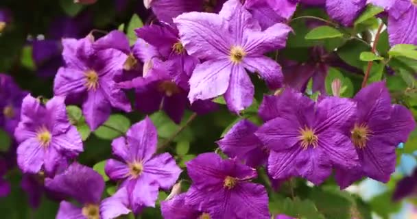 Flores Clematis Púrpura Día Lluvioso Verano Paisaje Verano Brillante — Vídeo de stock