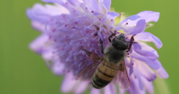 Een Honingbij Een Korenbloem Bloem Beecornflower — Stockvideo