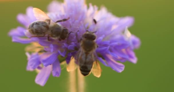 Çiçek Açmış Bir Bal Arısı Beecornflower Çiçeği — Stok video