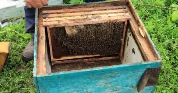 Méhek Kaptárban Készítenek Fotókat Közelkép Szelektív Fókusz — Stock videók