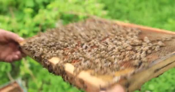 Бджоляр Розглядає Раму Бджолами Пересадку Захопленого Дикого Бджолиного Рою — стокове відео
