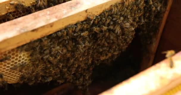 蜂房里的蜜蜂拍新照片 特写选择性重点 — 图库视频影像