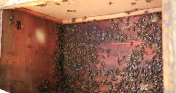 Honigbienen Stock Machen Neue Fotos Selektive Fokussierung Aus Nächster Nähe — Stockvideo