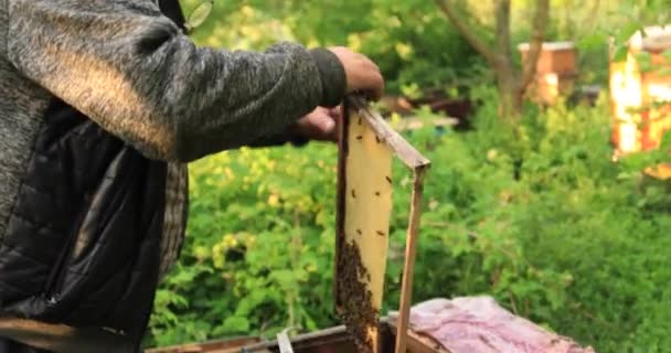 Бджоляр Розглядає Раму Бджолами Пересадку Захопленого Дикого Бджолиного Рою — стокове відео