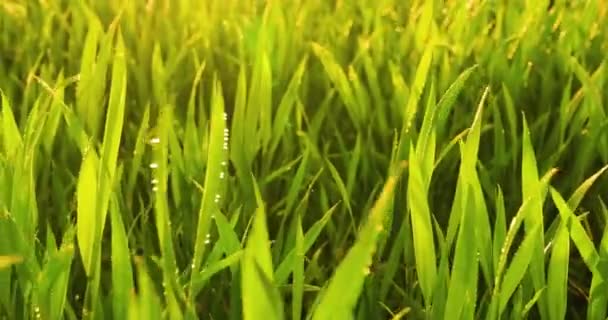 Fresh Green Grass Dew Dawn Abstract Natural Background Texture — Stock Video