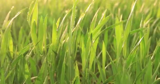 Verse Groene Gras Dauw Bij Dageraad Abstracte Natuurlijke Achtergrond Textuur — Stockvideo