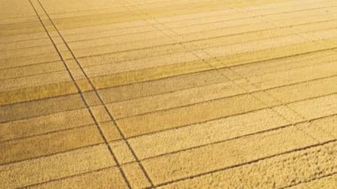 Mavi gökyüzünün arka planında olgun buğday tarlası. Tarımsal alanda insansız hava aracı uçurmak. Muhteşem yaz kırsal manzarası.