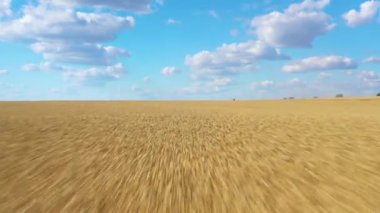 Mavi gökyüzünün arka planında olgun buğday tarlası. Tarımsal alanda insansız hava aracı uçurmak. Muhteşem yaz kırsal manzarası.