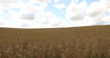 Mavi gökyüzünün arka planında olgun buğday tarlası. Tarımsal alanda insansız hava aracı uçurmak. Muhteşem yaz kırsal manzarası.